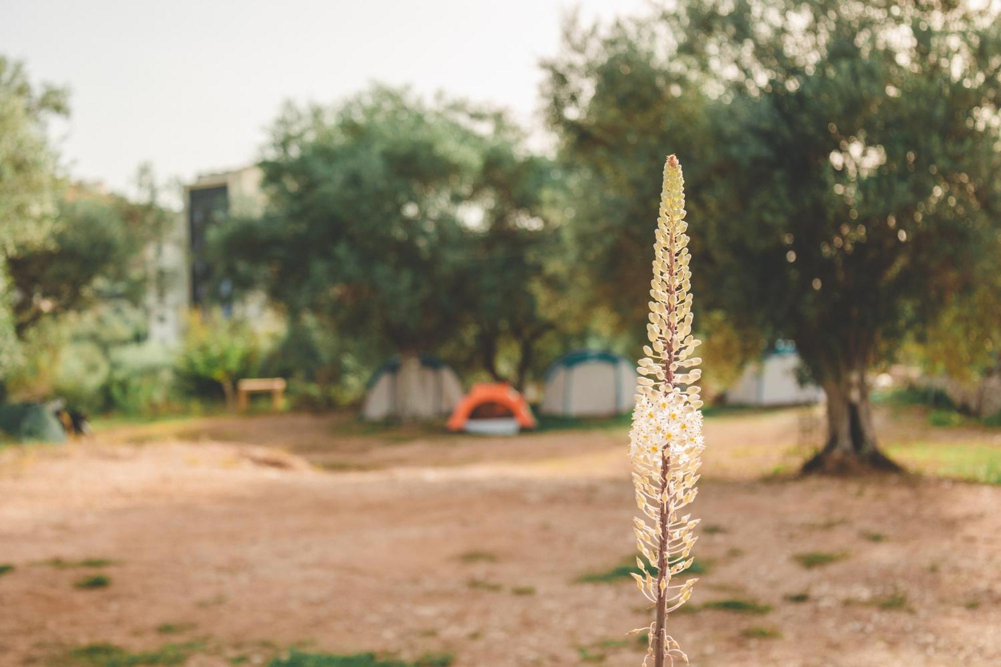 Olive Camping Himare Bagian luar foto
